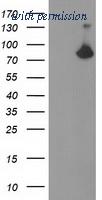 OriGene TA503608AM image 1