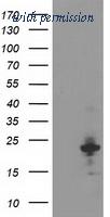 OriGene TA503633BM image 1