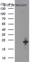 OriGene TA503634BM image 1