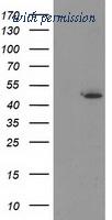 OriGene TA503665AM image 1