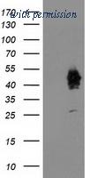 OriGene TA503668BM image 1