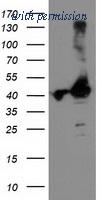 OriGene TA503671AM image 1