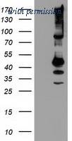 OriGene TA503672AM image 1