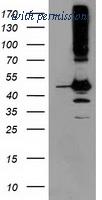 OriGene TA503673BM image 1
