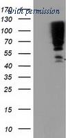OriGene TA503674AM image 1