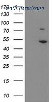 OriGene TA503681AM image 1