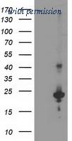 OriGene TA503682AM image 1