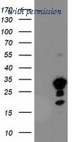 OriGene TA503683AM image 1