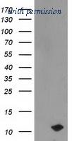 OriGene TA503686AM image 1