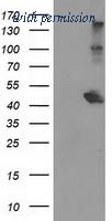OriGene TA503694BM image 1