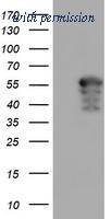 OriGene TA503695BM image 1