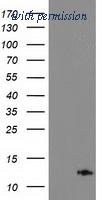 OriGene TA503705BM image 1