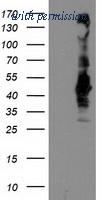 OriGene TA503723AM image 1