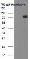 OriGene TA503724AM image 1