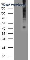OriGene TA503737AM image 1
