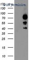 OriGene TA503750AM image 1