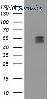 OriGene TA503776BM image 1