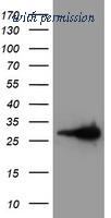OriGene TA503779AM image 1