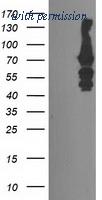 OriGene TA503781AM image 1