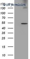OriGene TA503783BM image 1