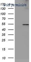 OriGene TA503784AM image 1