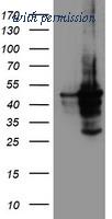 OriGene TA503805AM image 1