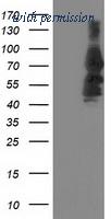OriGene TA503814AM image 1