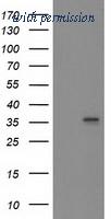 OriGene TA503818BM image 1
