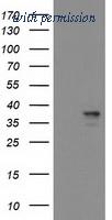 OriGene TA503819AM image 1