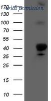 OriGene TA503821AM image 1