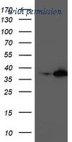 OriGene TA503828AM image 1