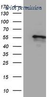 OriGene TA503832AM image 1