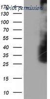 OriGene TA503839AM image 1