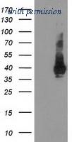 OriGene TA503841BM image 1