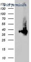 OriGene TA503846AM image 1