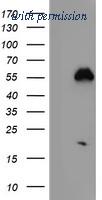 OriGene TA503868AM image 1