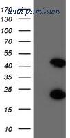 OriGene TA503870AM image 1