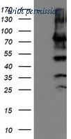 OriGene TA503882AM image 1