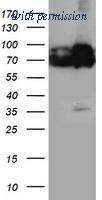 OriGene TA503883BM image 1