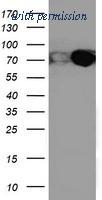 OriGene TA503885BM image 1