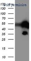 OriGene TA503897AM image 1