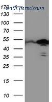 OriGene TA503900AM image 1