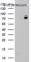 OriGene TA503904BM image 1