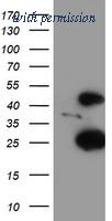 OriGene TA503912BM image 1