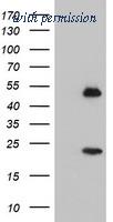 OriGene TA503930AM image 1