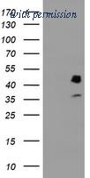OriGene TA503935BM image 1