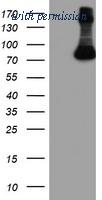OriGene TA503941BM image 1