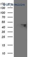 OriGene TA503945BM image 1