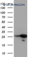 OriGene TA503946AM image 1