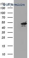 OriGene TA503965BM image 1